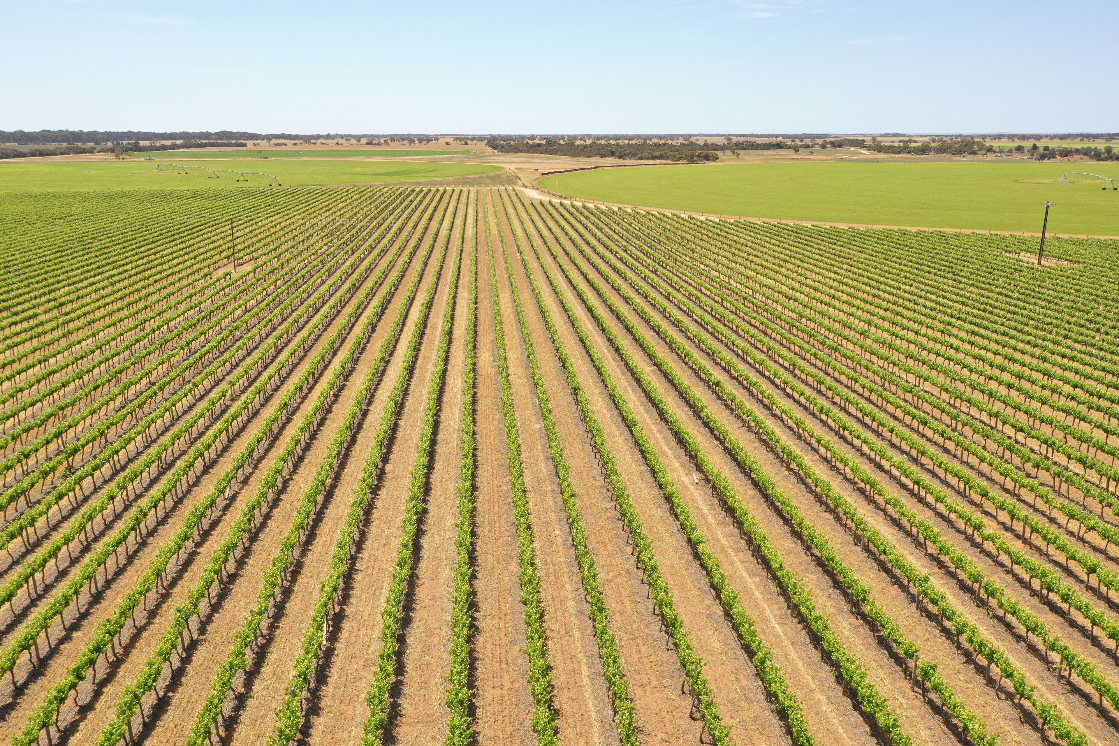 A vineyard with rows of grapevines.