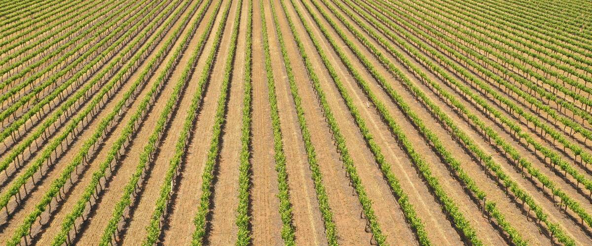 A vineyard with rows of grapevines.