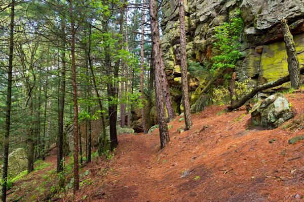 Forest trail and butte at castle mound