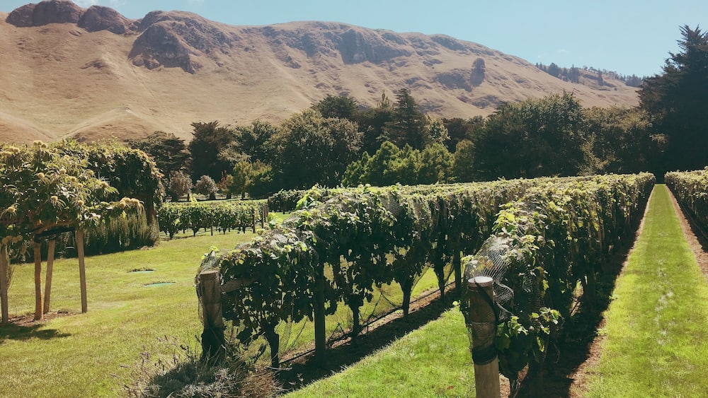 A vineyard with rows of grapevines, a grassy field, and a mountain in the background.