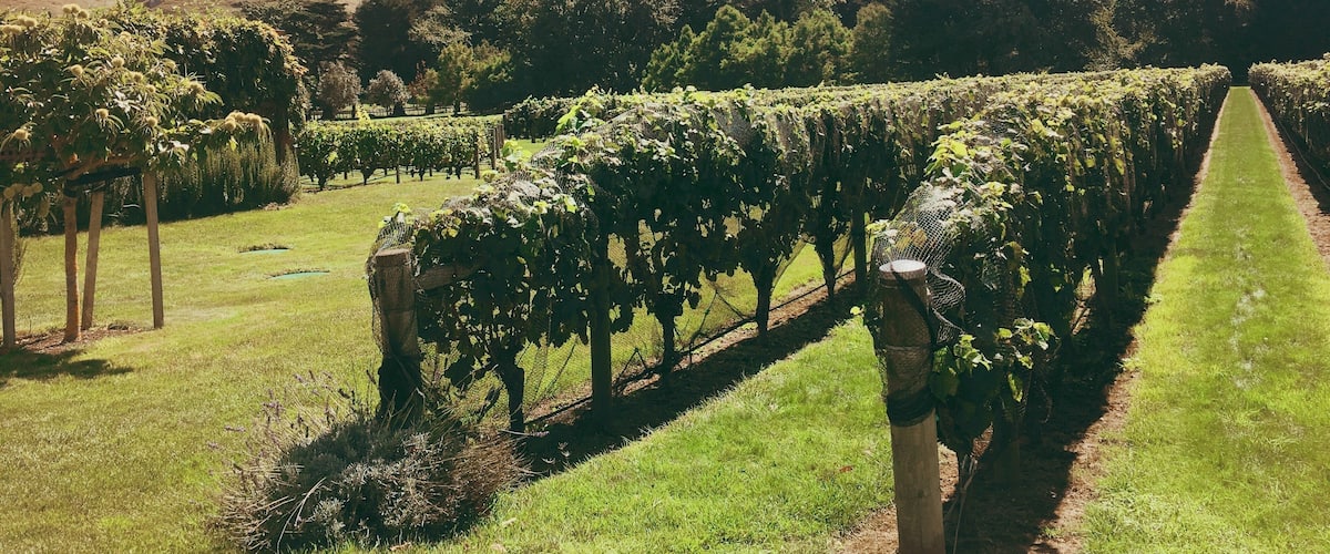 Vineyards at Craggy Range