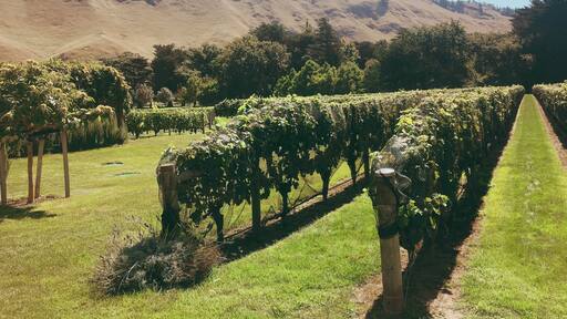 Vineyards at Craggy Range