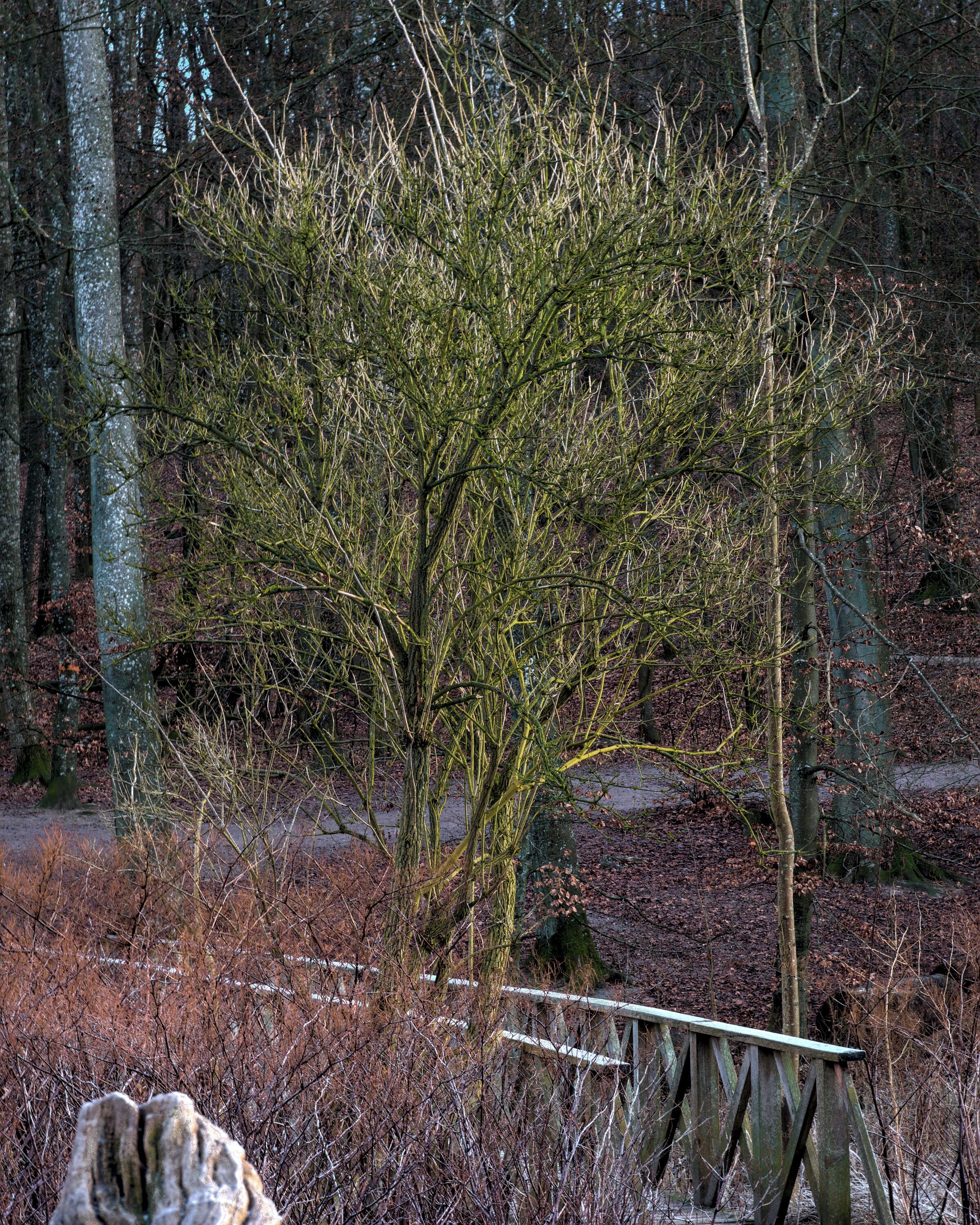The tree one of last photographs of 2019
Just finally got around to sit down edit this one

1/8 s • f/14.0 • 75 mm • ISO 200