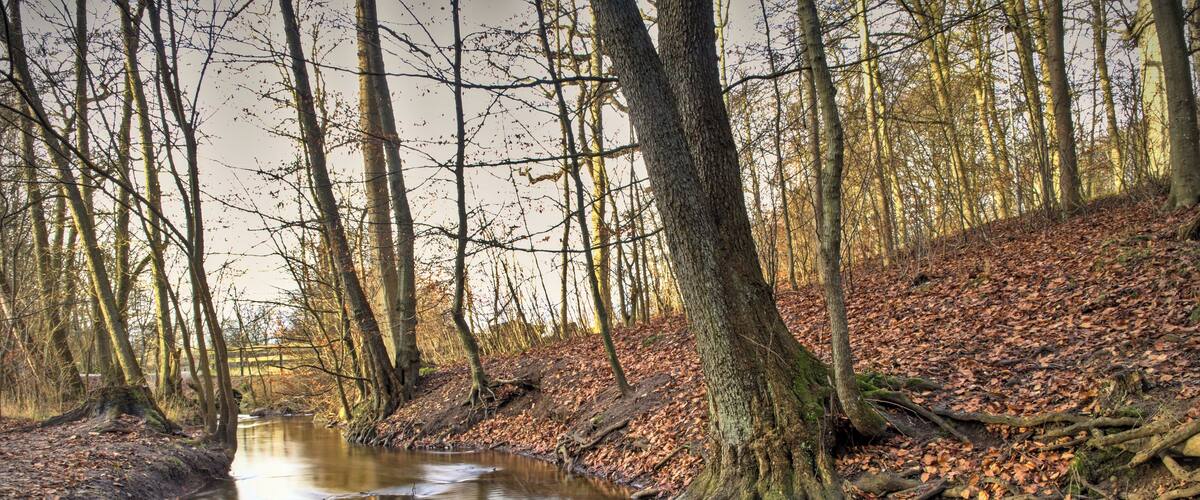 A river with trees and fallen leaves.