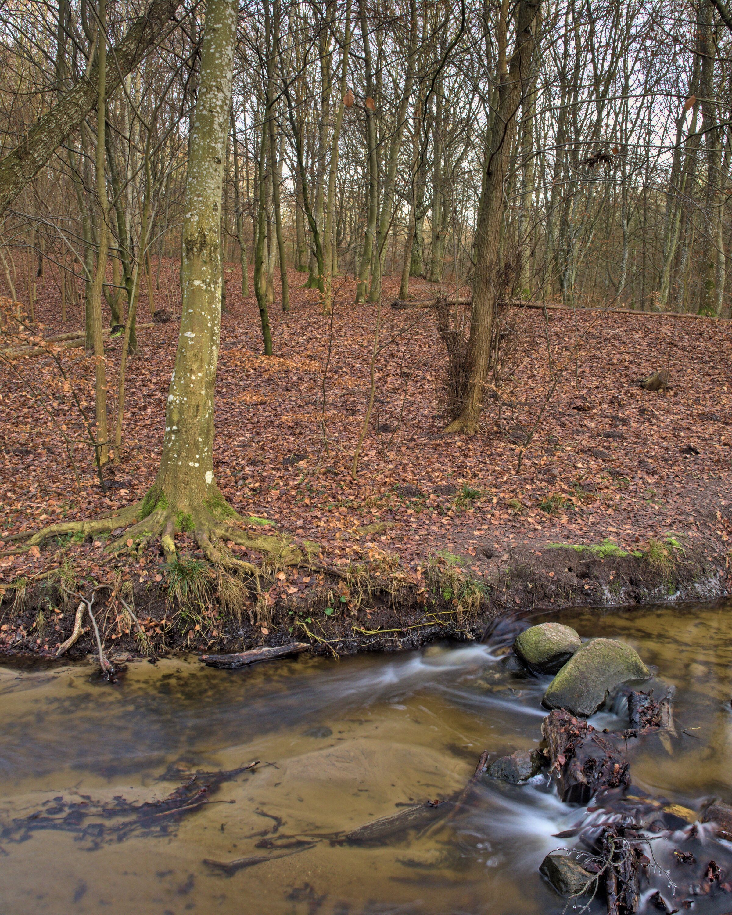 The Woods
2.5 second exposure at f/18 ISO 200
I found this scene really interesting with the tree and its exposed roots and the water stream.