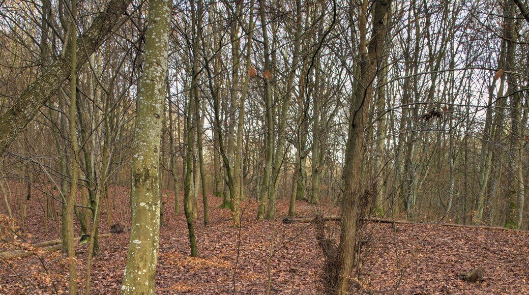 The Woods
2.5 second exposure at f/18 ISO 200
I found this scene really interesting with the tree and its exposed roots and the water stream.