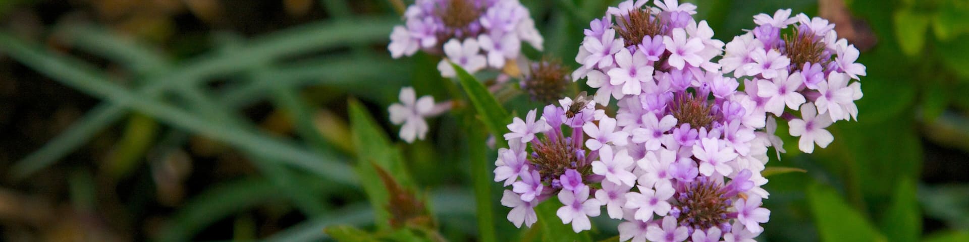 Castle Park featuring flowers