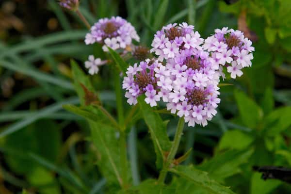 Castle Park featuring flowers