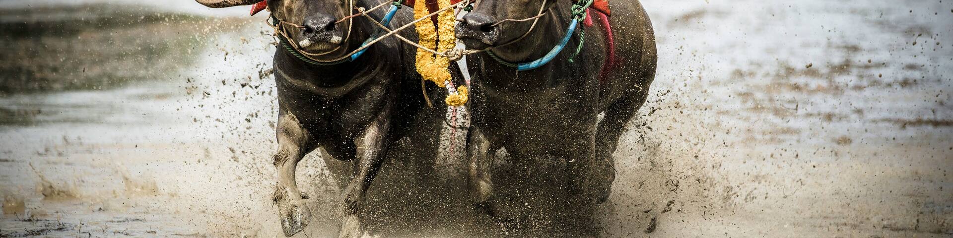 Na Pa Subdistrict, Ban Bueng District, Chon Buri, Thailand July Water buffalo racing tradition is a folk sport of Chon Buri people during the rice farming season