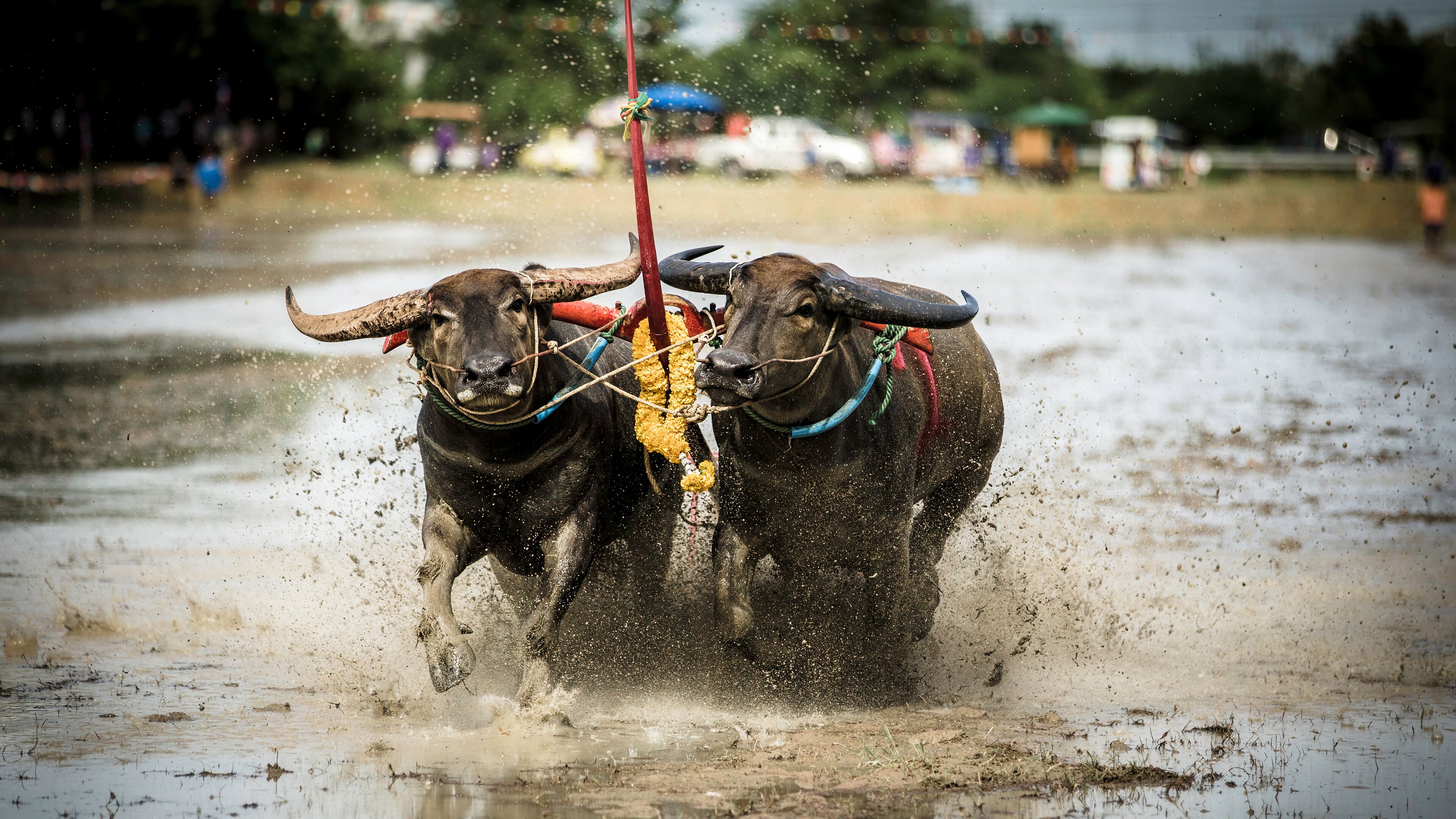Two oxen pulling a plow through muddy terrain.
