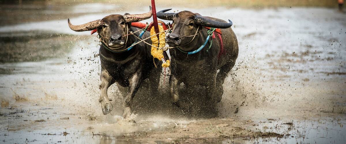 Two oxen pulling a plow through muddy terrain.