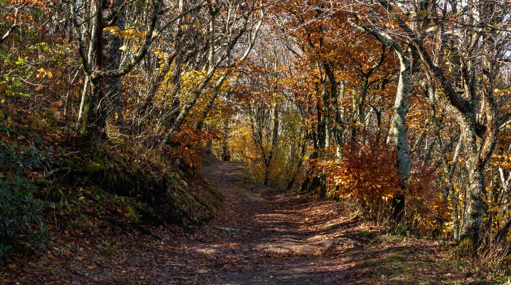 เวสต์แอชวิลล์