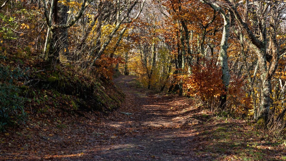 Autumn wilderness service road in Great Smoky Mountains National Park with colorful leaves of Appalachian fall color.