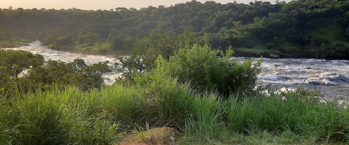 A river flowing through a forested area with dense greenery and trees.