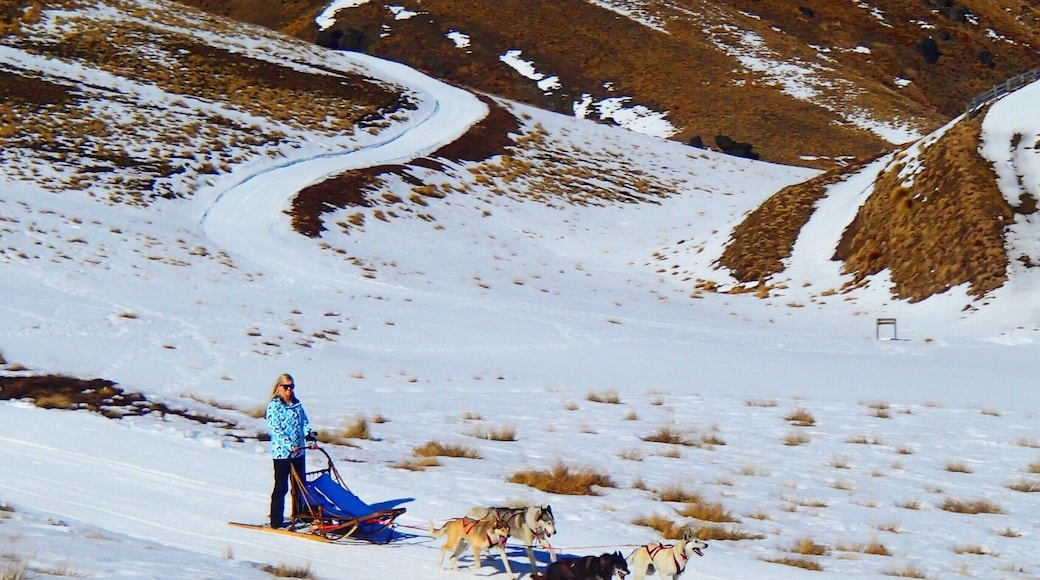 Cruising through the #snow - dog sledding in New Zealand was incredible!