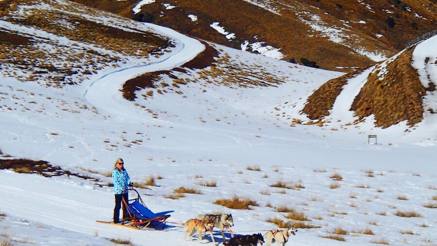 Cruising through the #snow - dog sledding in New Zealand was incredible!