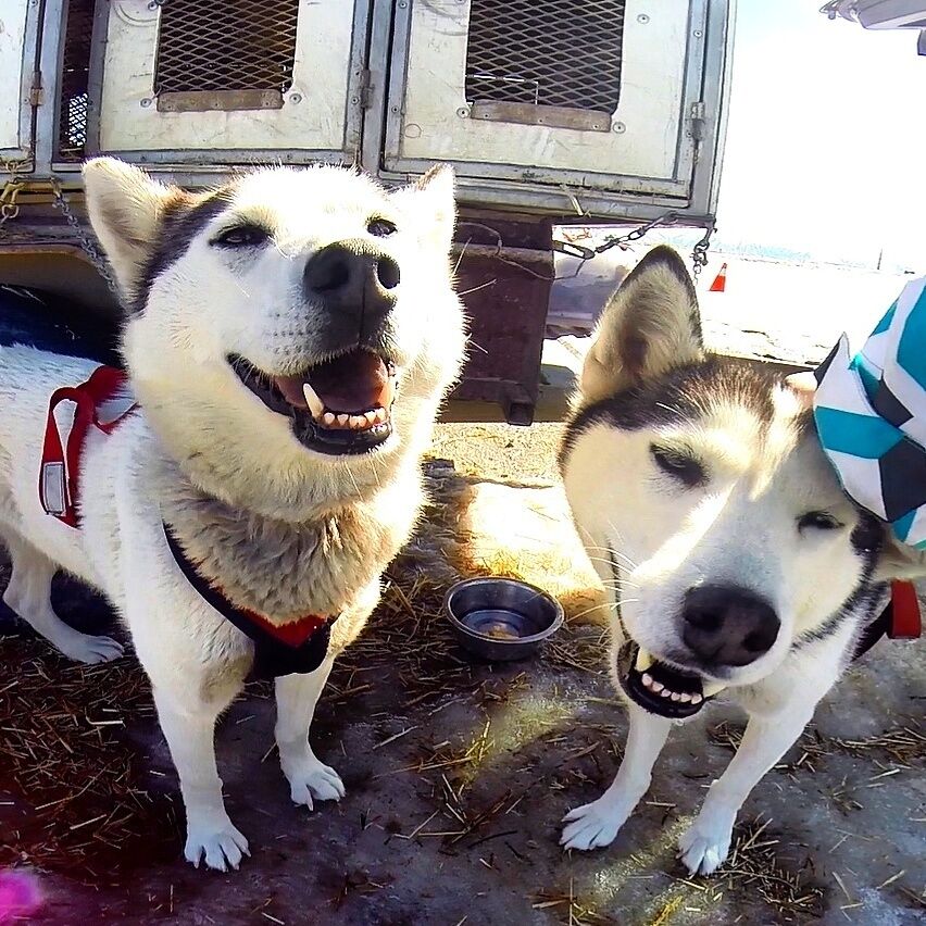 Getting to know our team of huskies after a day on the trails dog sledding at Snow Farm! #nzmustdo #newzealand #bucketlist #adventure #travel # dogsledding #huskies