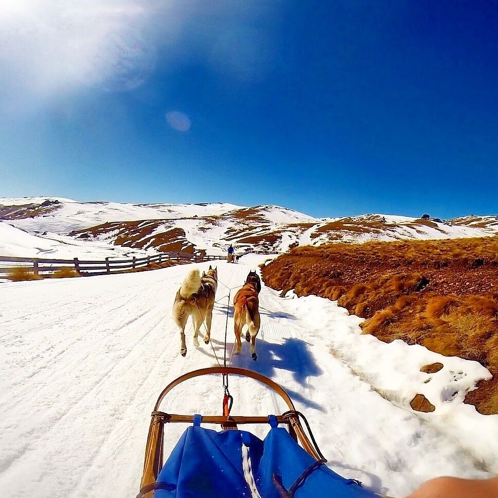 Driving your own team of huskies across the trails at #SnowFarm, New Zealand - this adventure completely exceeded our expectations!

To catch more of our adventures - follow our journey on www.TheAdventureIsCalling.Com

#NewZealand #Queenstown #Adventure #Nature #Travel #Bucketlist #Dogsledding
