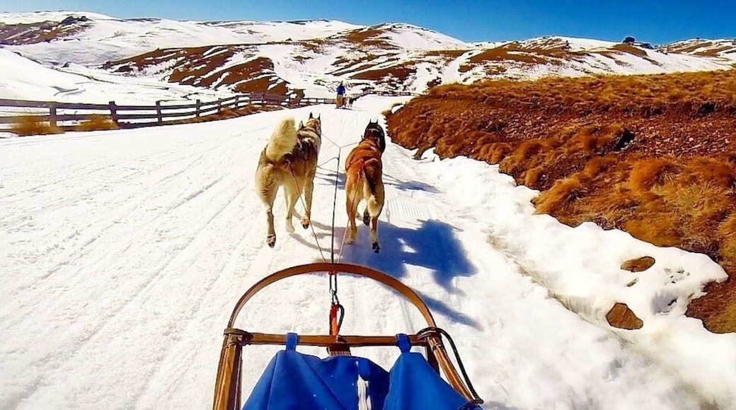 Driving your own team of huskies across the trails at #SnowFarm, New Zealand - this adventure completely exceeded our expectations!
To catch more of our adventures - follow our journey on www.TheAdventureIsCalling.Com
#NewZealand #Queenstown #Adventure #Nature #Travel #Bucketlist #Dogsledding