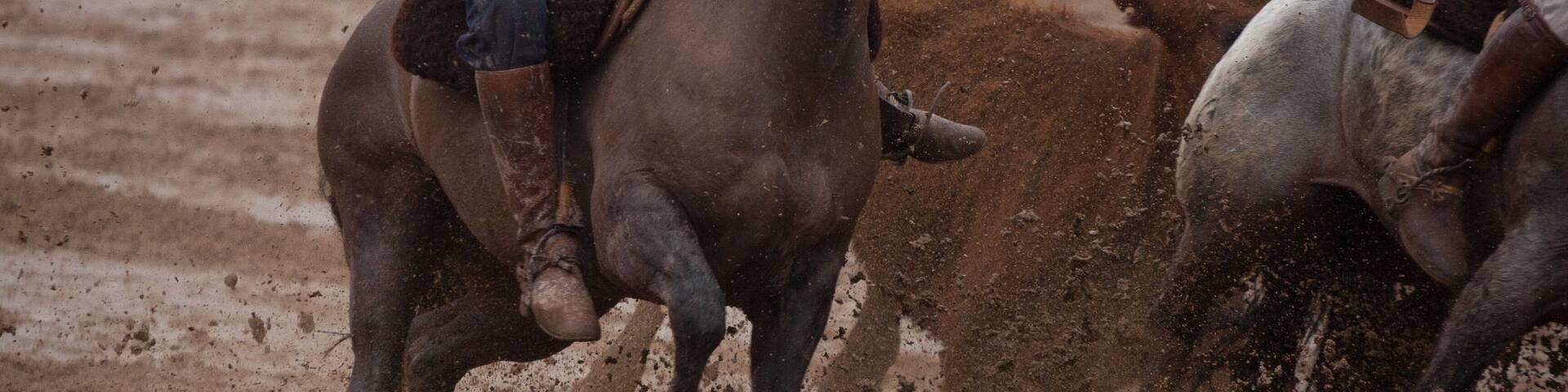 Gaucho mounted on a Creole horse next to calf during Golden Brake test.