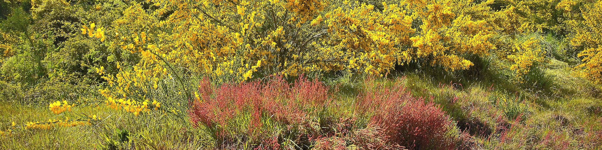 This isn't quite the Remarkables Ski Area but it's not that far away. It was November and the biggest snow fall that Queenstown had ever had in that month fortuitously dumped some lovely white stuff all over the mountain tops. We went out the next day and could only get so far before the road was closed due to snow clearing activities. Still, it was a lovely drive!
