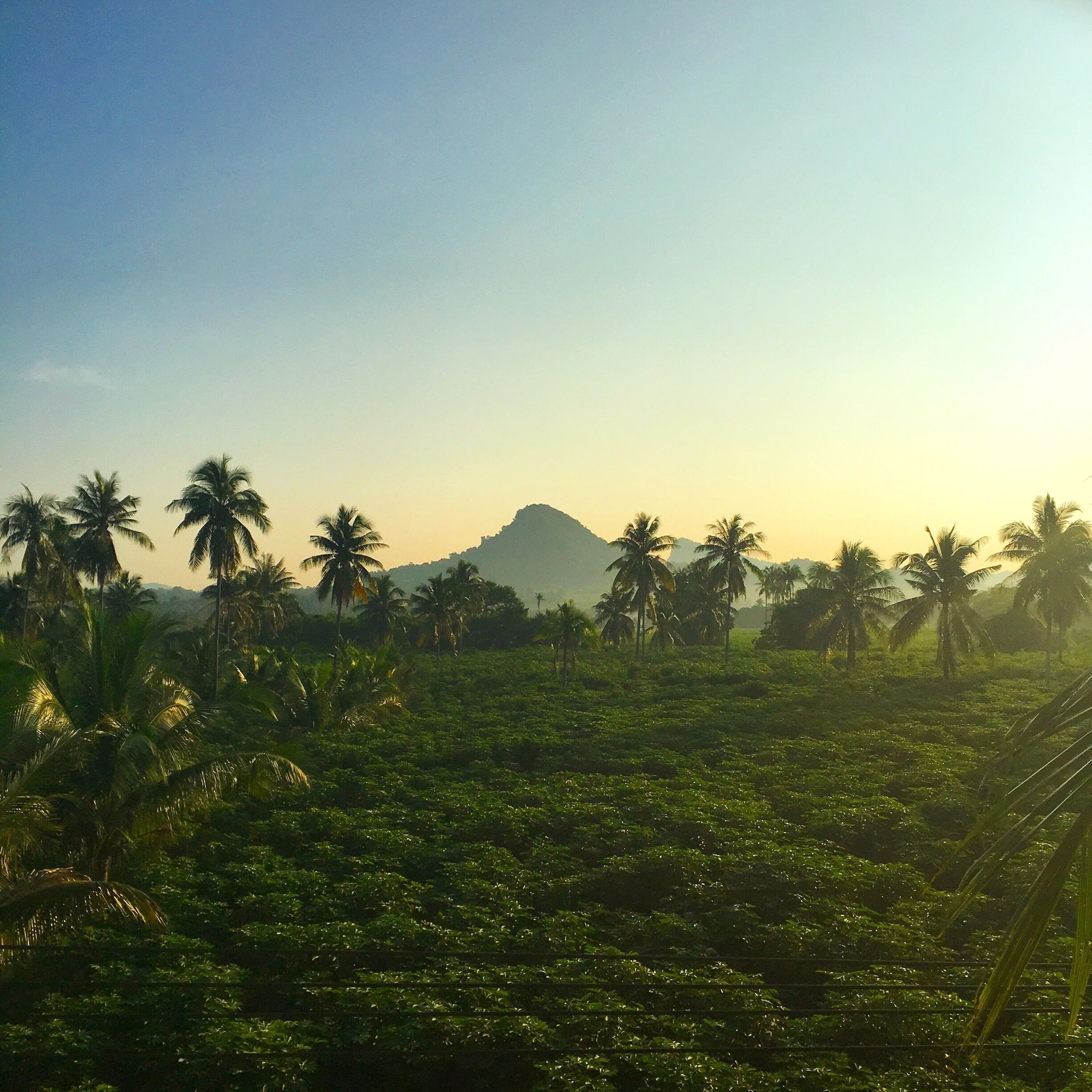 Looking through the jungle to Buddha mountain! 