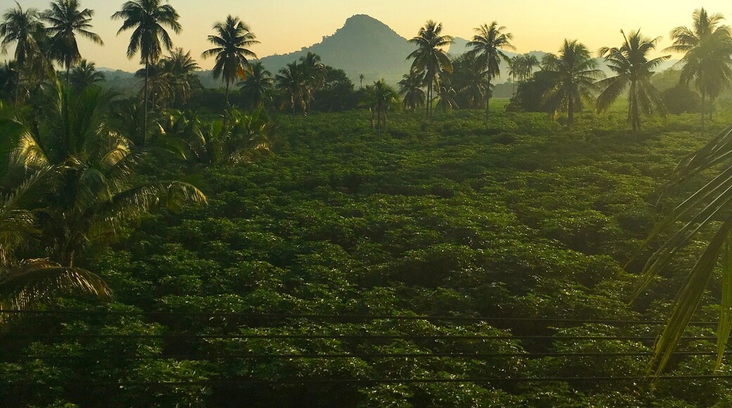 Looking through the jungle to Buddha mountain!