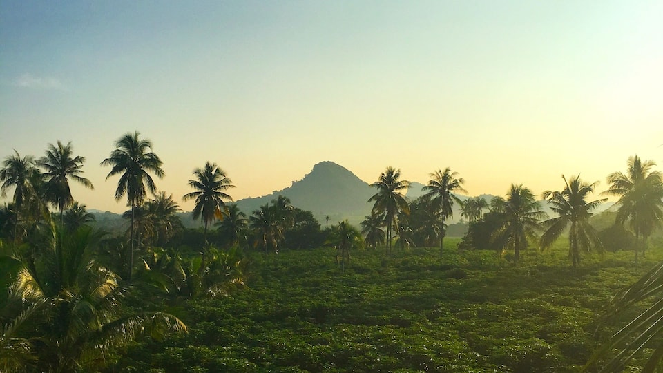 Looking through the jungle to Buddha mountain!