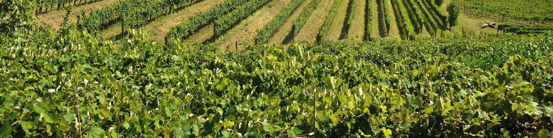 If you've gone to Cormons, chances are you're on the wine trail for this is one of Italy's premier regions for the grape. There are many wineries and eateries where you can savour the local produce.