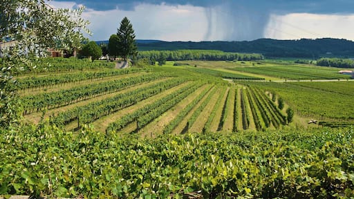 If you've gone to Cormons, chances are you're on the wine trail for this is one of Italy's premier regions for the grape. There are many wineries and eateries where you can savour the local produce.