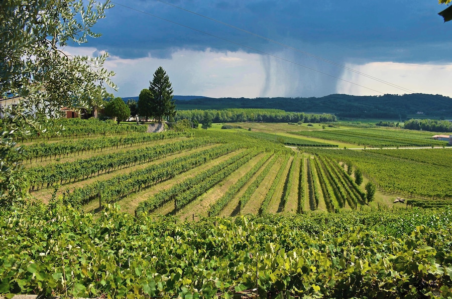 If you've gone to Cormons, chances are you're on the wine trail for this is one of Italy's premier regions for the grape.  There are many wineries and eateries where you can savour the local produce.