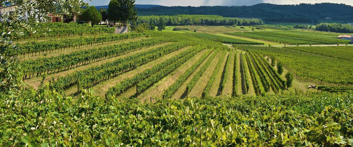 A vineyard with rows of grapevines, a large tree, and a distant mountain range under a stormy sky.