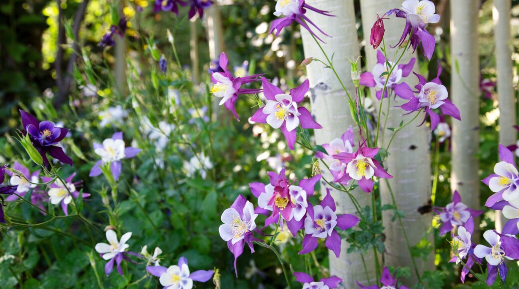 Purple and white Columbine flowers (Aquilegia) growing at the base of aspen trees (Populus tremuloides) in the forest near Winter Park; Colorado, United States of America