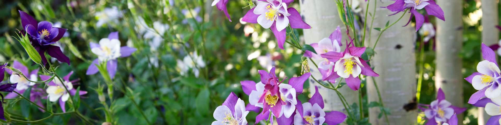 Purple and white Columbine flowers (Aquilegia) growing at the base of aspen trees (Populus tremuloides) in the forest near Winter Park; Colorado, United States of America