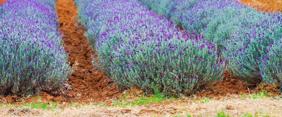 Lavender Fields at Becker Vineyards Annual Lavender Fest, Fredericksburg, Texas, USA