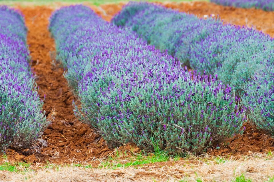 Rows of lavender plants in a field.