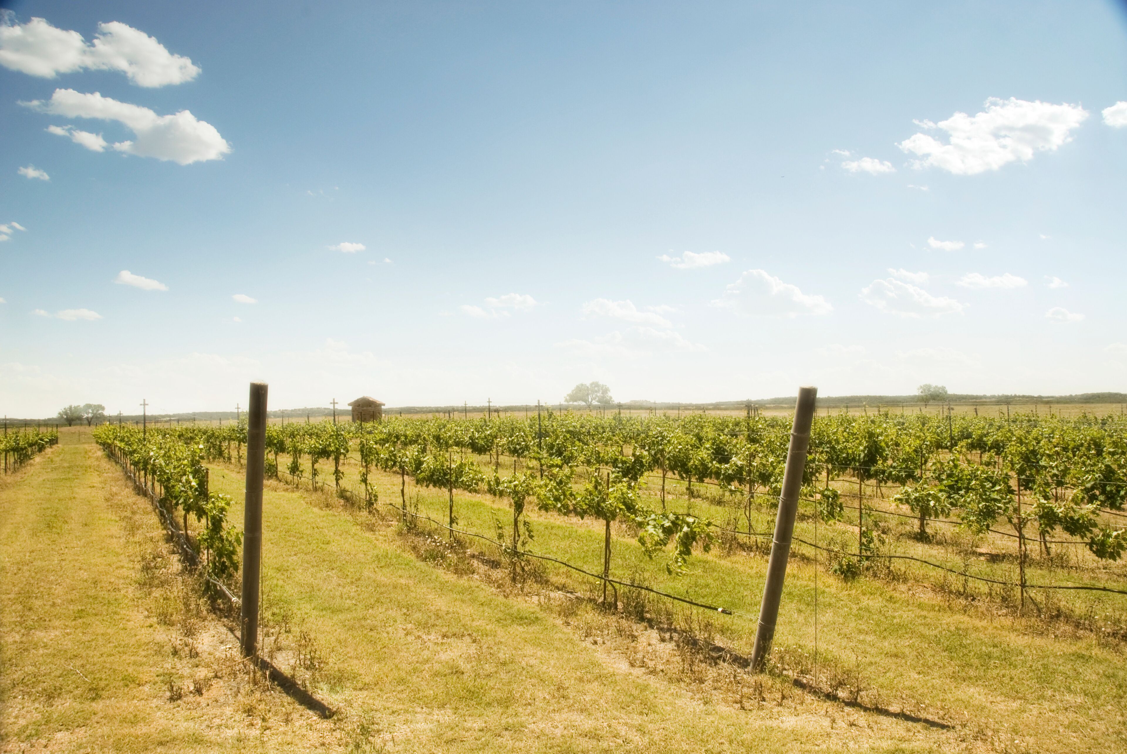 Grape Creek Vineyards