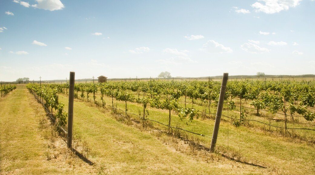 Grape Creek Vineyards