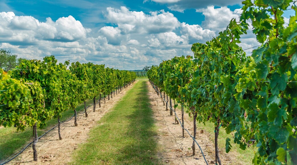 Grape Creek Vineyards