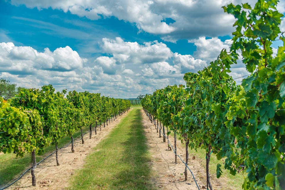 A vineyard with rows of grapevines under a partly cloudy sky.