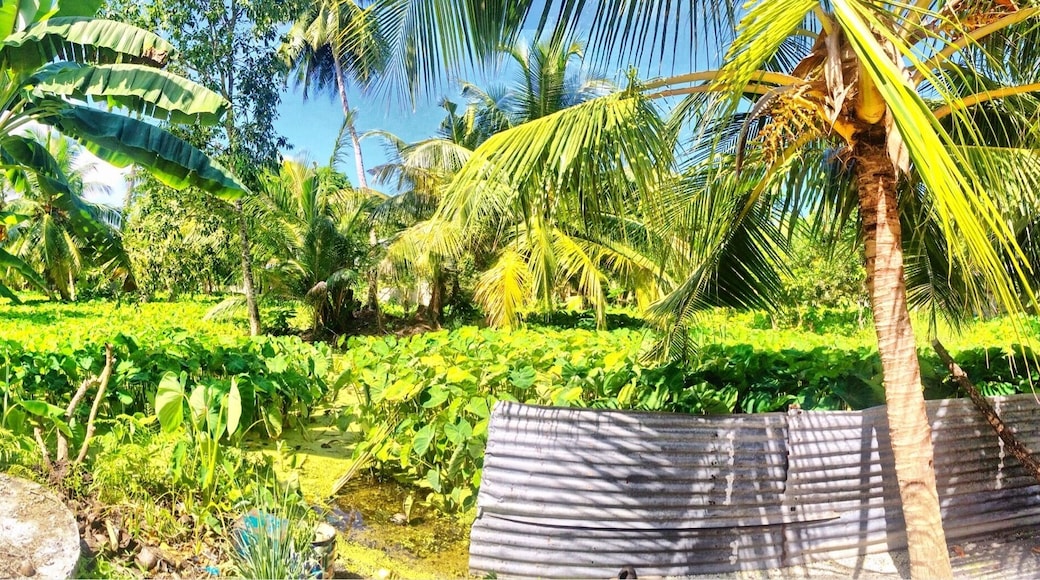 Green Garden of Fuvahmulah