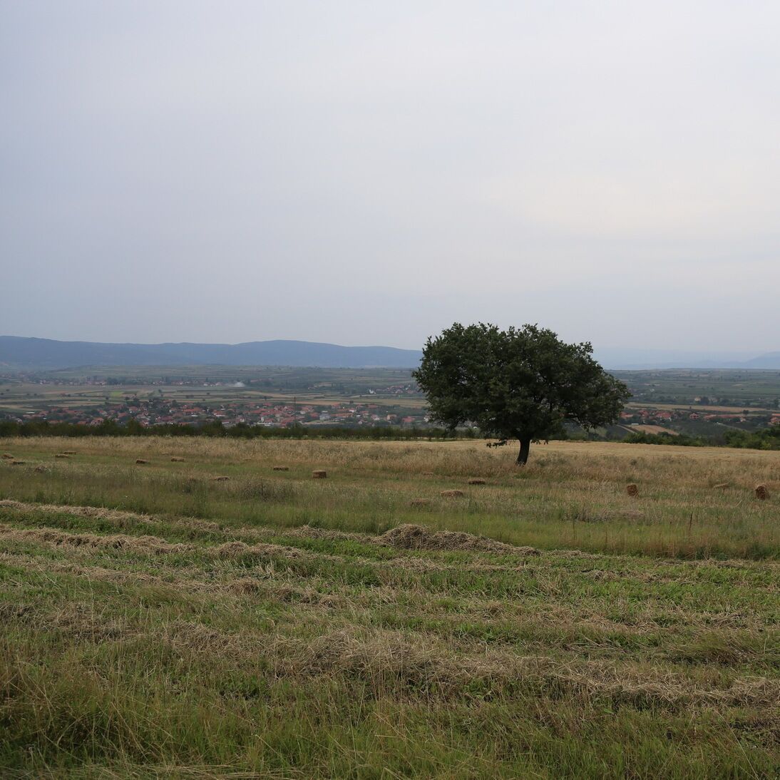 A solitary tree in a grassy field with a distant view of a town and hills.