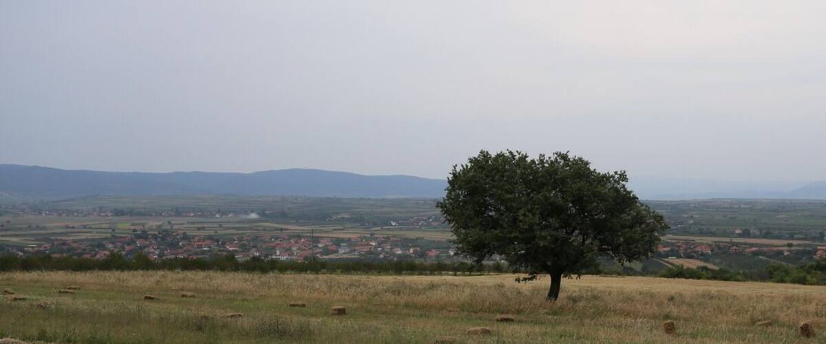 A solitary tree in a grassy field with a distant view of a town and hills.