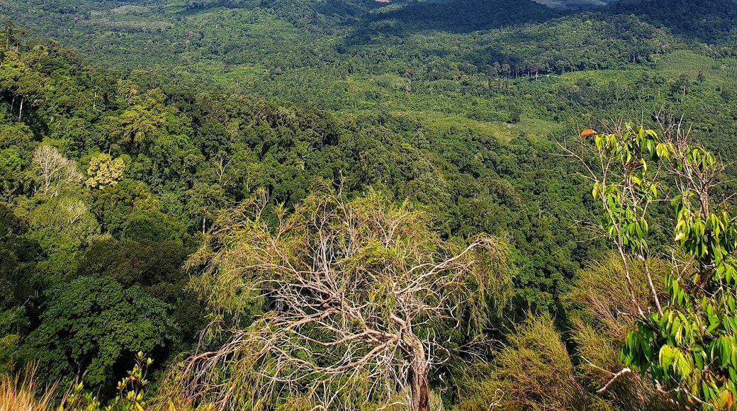 One of the many beautiful lookouts on the Dragon Crest Trail. A 3.7km walk on sandy, muddy, rocky and tree roots! Literally a walk through the jungle!
#nature #hiking