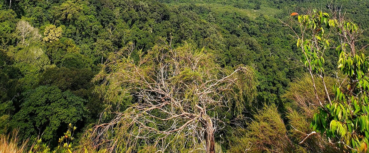 One of the many beautiful lookouts on the Dragon Crest Trail. A 3.7km walk on sandy, muddy, rocky and tree roots! Literally a walk through the jungle! 
#nature #hiking