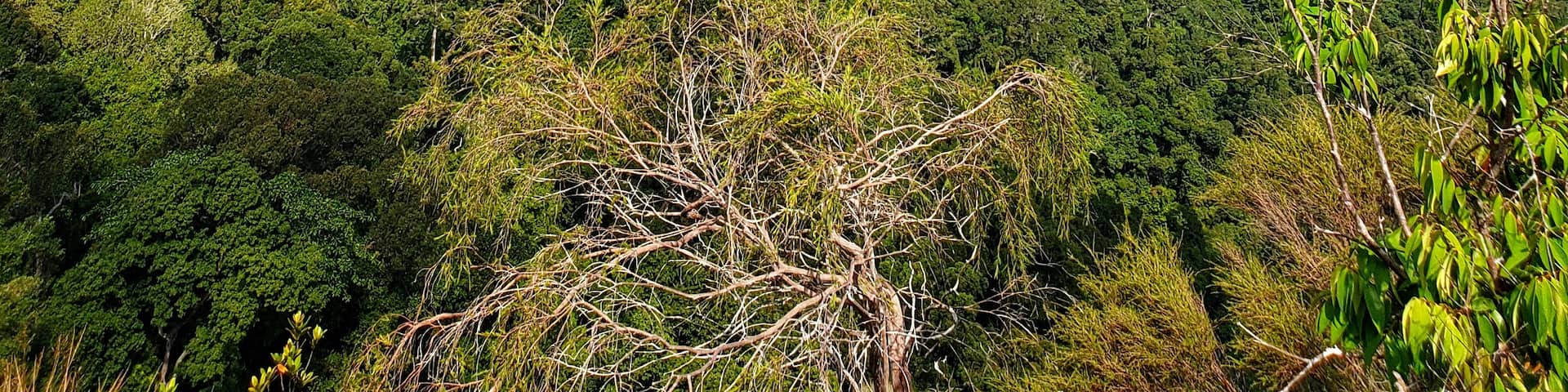 One of the many beautiful lookouts on the Dragon Crest Trail. A 3.7km walk on sandy, muddy, rocky and tree roots! Literally a walk through the jungle!
#nature #hiking
