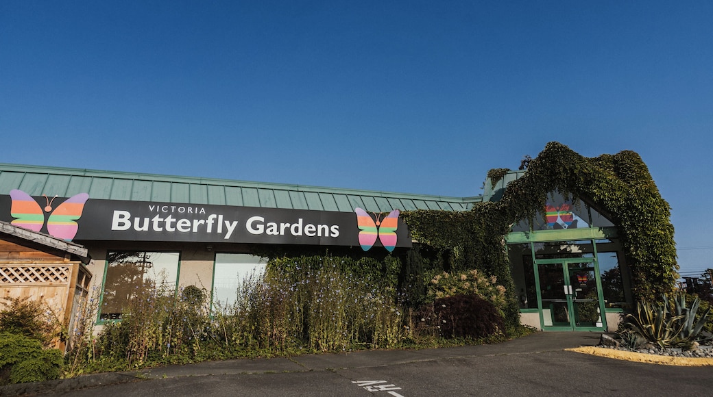 维多利亚蝴蝶花园