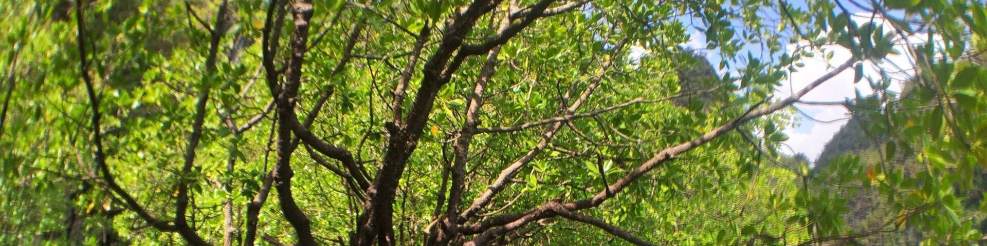 Mangrove canopies are SO pret-Tay!