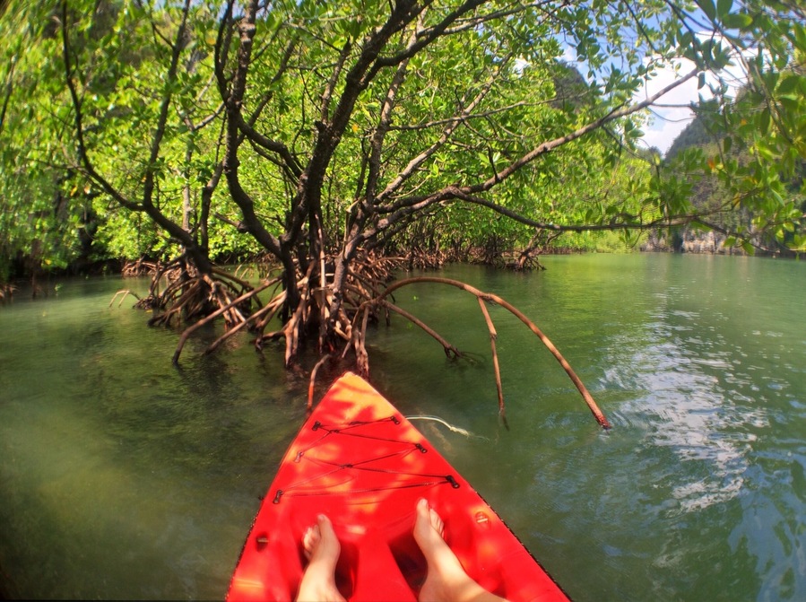 Mangrove canopies are SO pret-Tay!