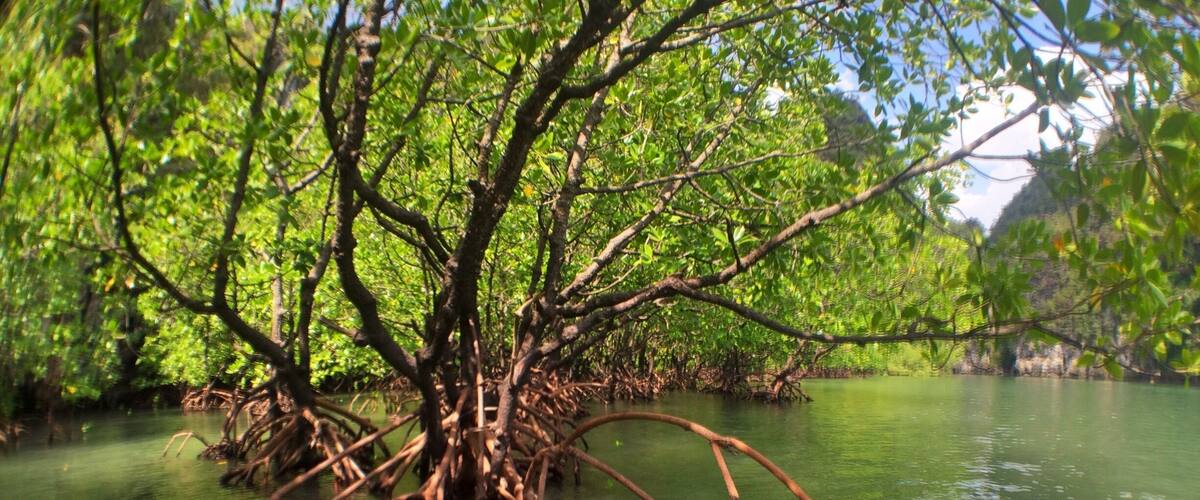 A red kayak with a person's feet on it, surrounded by mangrove trees and water.